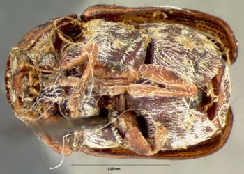 Media type: image;   Entomology 20028 Aspect: habitus ventral view